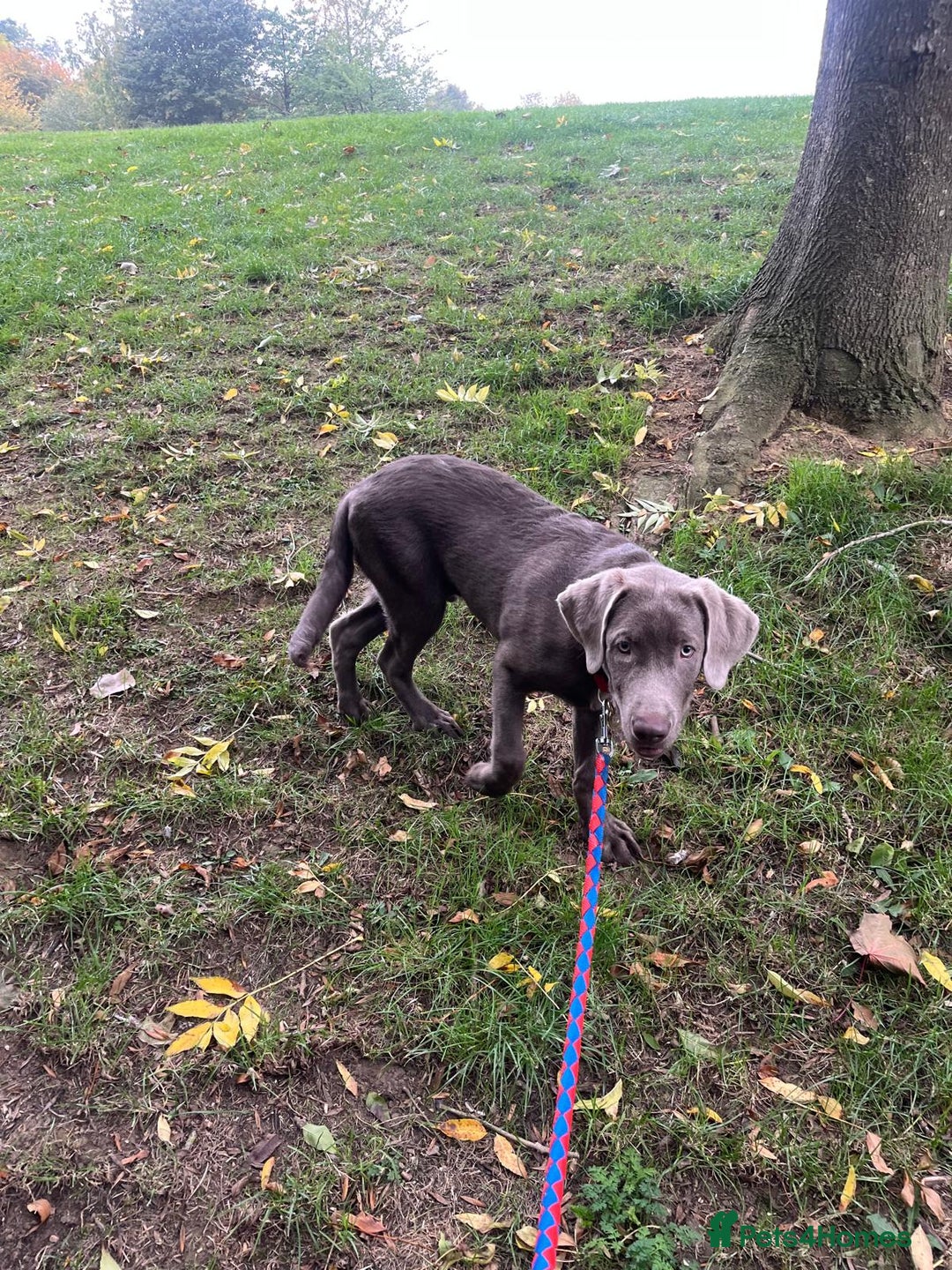 Labrador Retriever dogs for sale: Male labrador  - Image 2