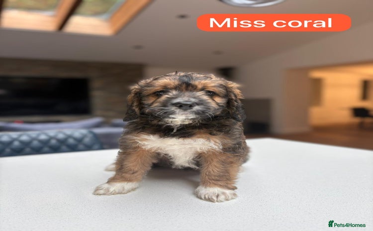 Saint Bernard dogs - Advert 1