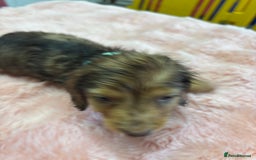 Mixed Breed dogs for sale: Puppies - Image 6