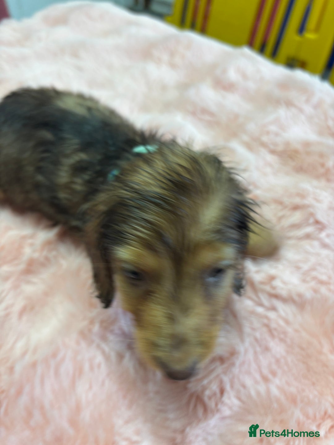 Mixed Breed dogs for sale: Puppies - Image 6