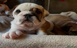 English Bulldog dogs for sale: Beautiful Pure breed English Bulldog Pups - Image 8