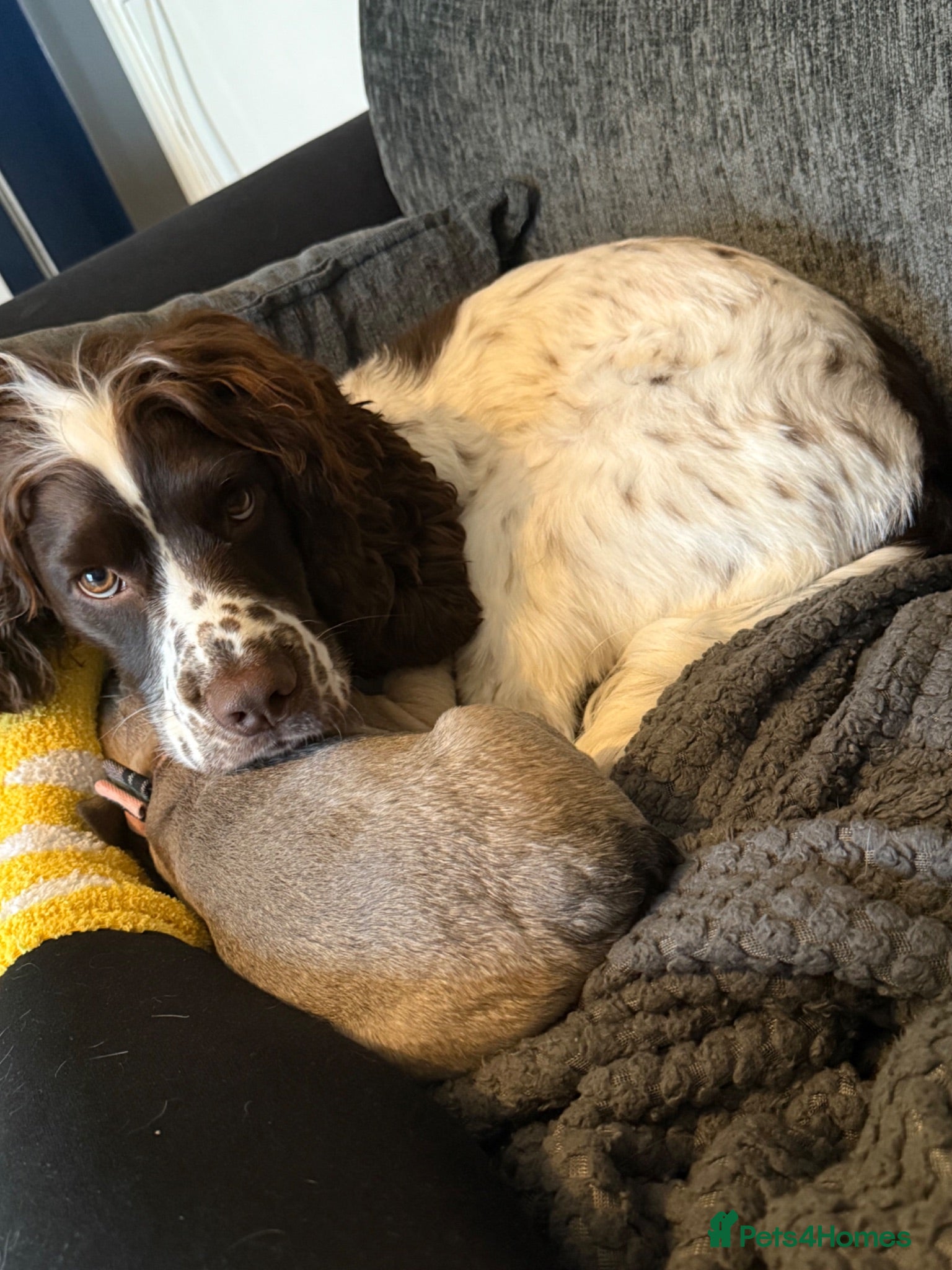 Cocker Spaniel dogs 2 year old cocker spaniel  - Advert 2