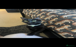 Mixed Breed cats for sale: 2 rescue cats - need a loving home  - Image 2