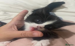 Domestic Shorthair cats for sale: Female kittens - Image 2