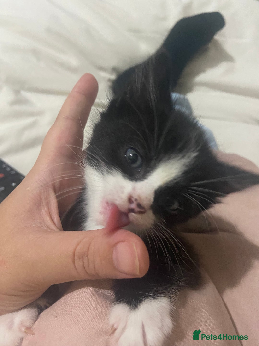 Domestic Shorthair cats for sale: Female kittens - Image 2