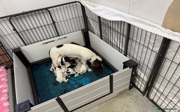 Cocker Spaniel dogs for sale: Working cocker spainel puppies  - Advert 39