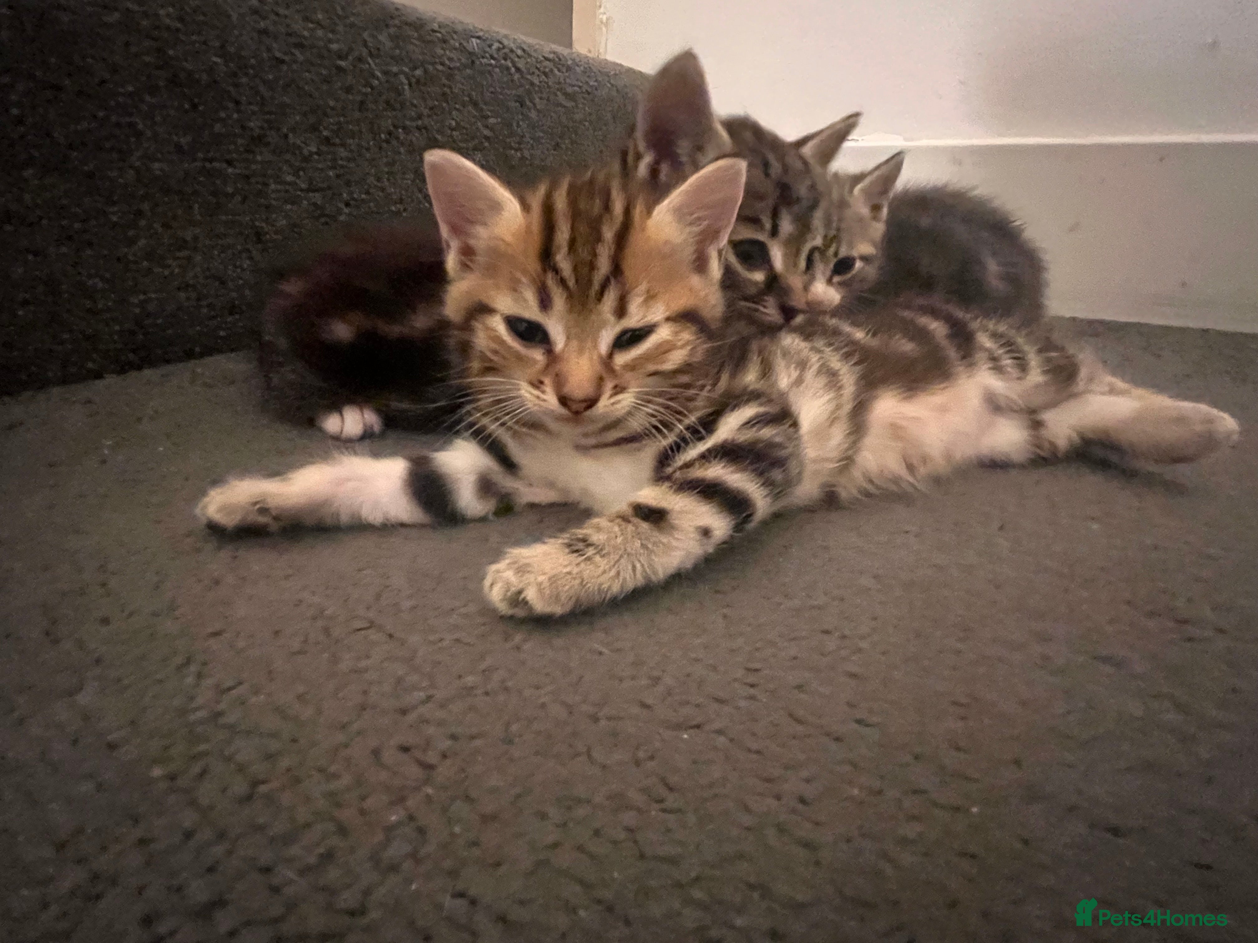 Mixed Breed cats Russian blue x bengal (both parents can be viewed) - Advert 5