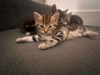 Mixed Breed cats Russian blue x bengal (both parents can be viewed) - Advert 5