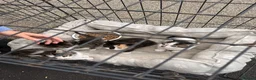 Mixed Breed cats for sale: Mixed breed kittens looking for a forever home  - Advert 2