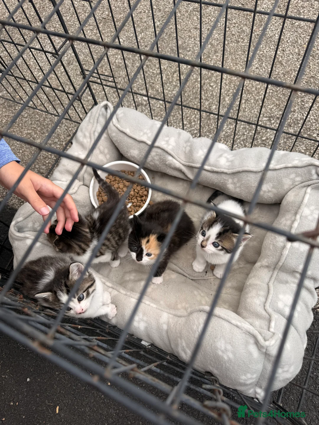 Mixed Breed cats for sale: Mixed breed kittens looking for a forever home  - Advert 2