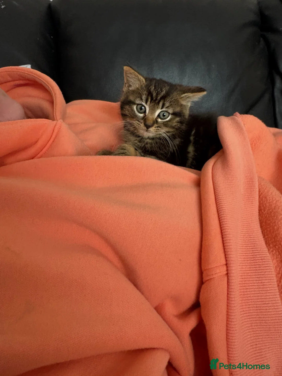 British Shorthair cats for sale: 1 8 week old female kitten  - Advert 2