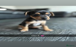 Jack Russell dogs for sale: Beautiful litter of Jack Russell pups - Image 21