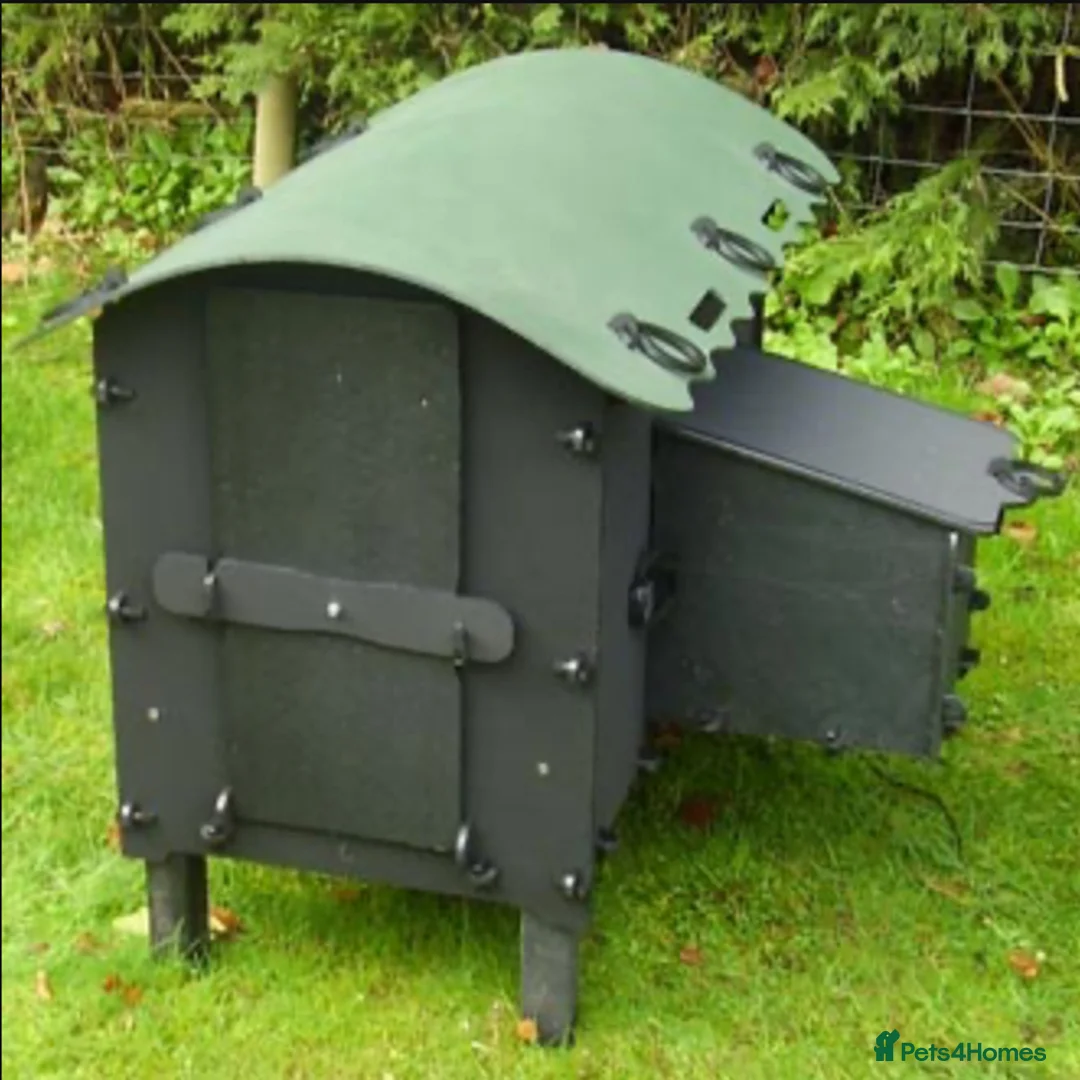 Mixed Breed poultry for sale: Eco Hen Loft - Recycled - 3/4 Hens - Advert 6