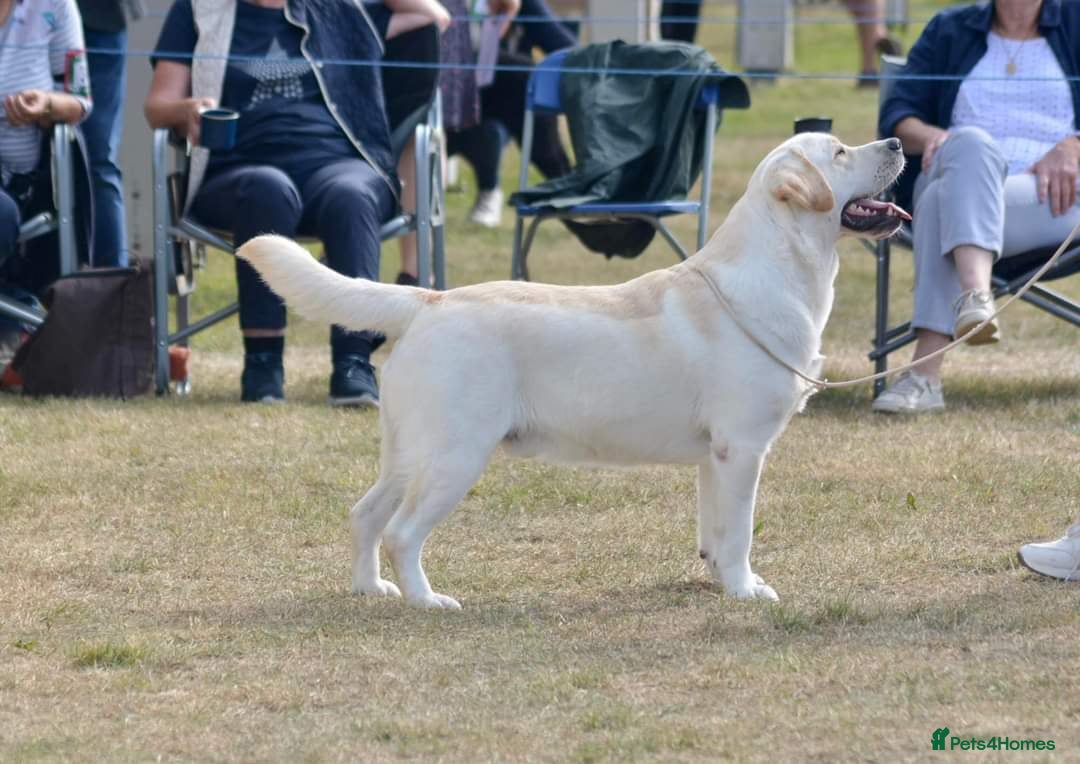 Labrador Retriever dogs for sale: Georgous Yellow Labrador Puppies - Image 10