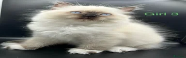Ragdoll 3