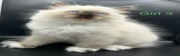 Ragdoll cats for sale: Beautiful Ragdoll Kittens – 3 Girls & 2 Boys  - Advert 14