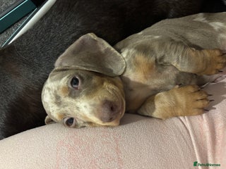 Miniature Dachshund dogs Beautiful rare miniature dachshund puppies - Advert 7