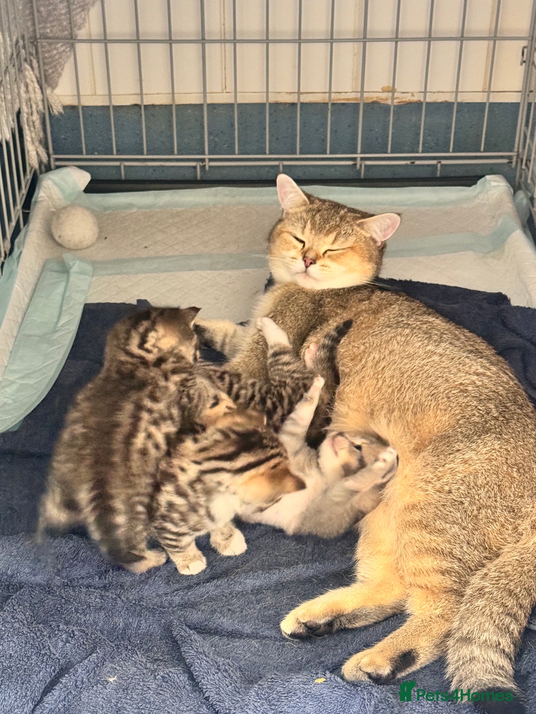 Scottish Fold cats for sale: Scottish straight x Bengal x Tabby  - Image 7