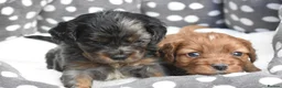 Cavapoo dogs for sale: Health Tested Cavapoo Puppies  - Advert 24