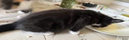 Mixed Breed cats for sale: Mixed Maine Coon Kittens in Richmond - Advert 20