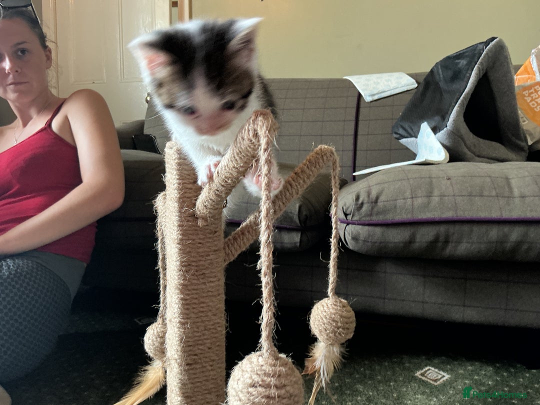 British Shorthair cats for sale: 4 male british short haired x kittens - Image 3