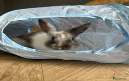 Mixed Breed rabbits for sale: Baby Rabbits  - Image 4