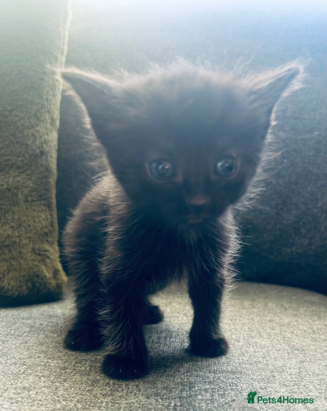 Mixed Breed cats for sale: 3 Adorable Female Kittens - Advert 1