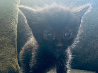 Mixed Breed cats 3 Adorable Female Kittens - Advert 1