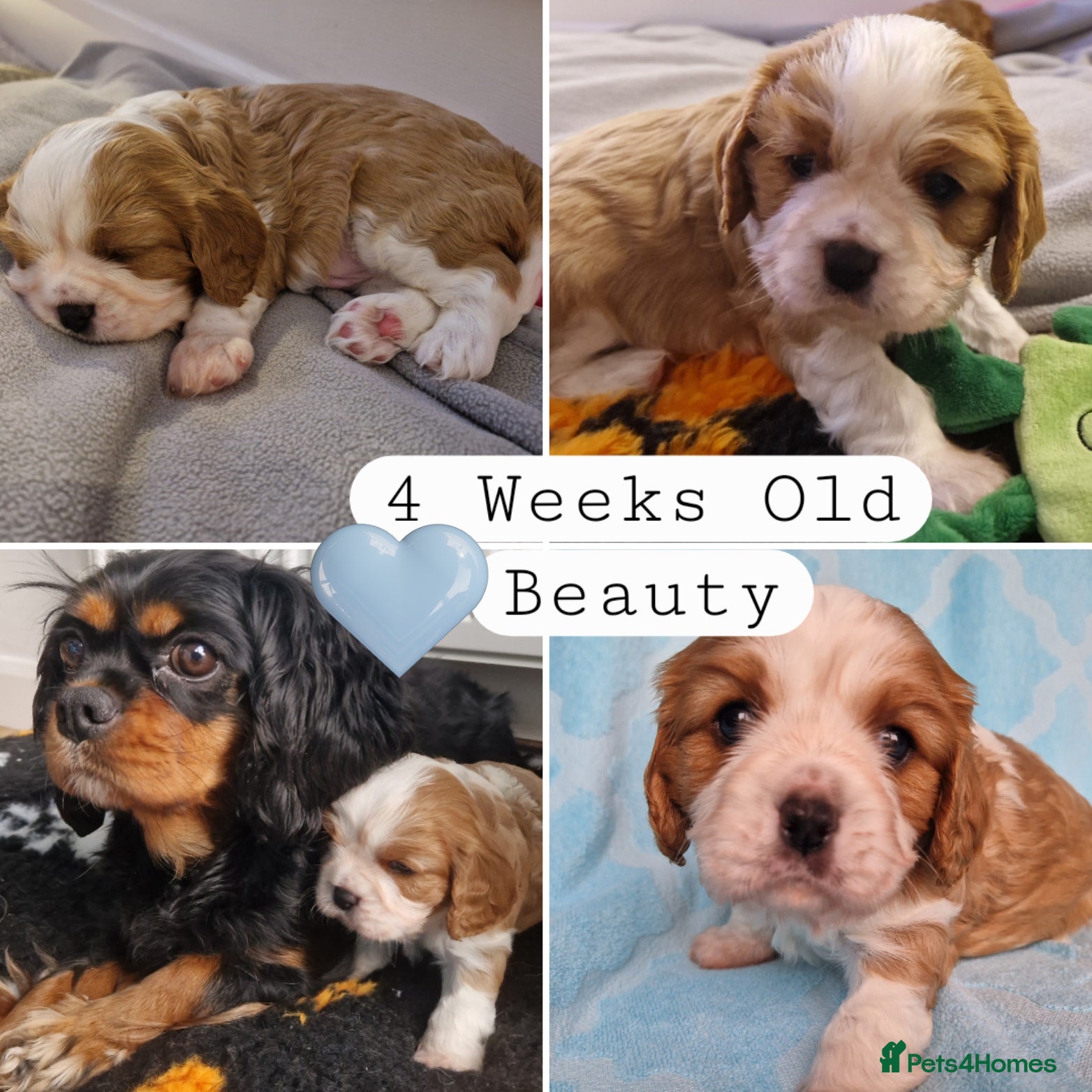 Cavalier King Charles Spaniel dogs 🐾 1 Remaining Stunning Boy CKCS Puppy🐾 - Advert 18