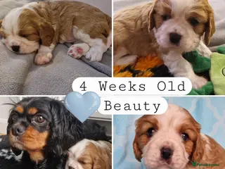 Cavalier King Charles Spaniel dogs 🐾 1 Remaining Stunning Boy CKCS Puppy🐾 - Advert 18