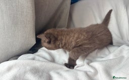 British Shorthair cats for sale: 🏆 pedigree British shorthair🏆 - Image 7