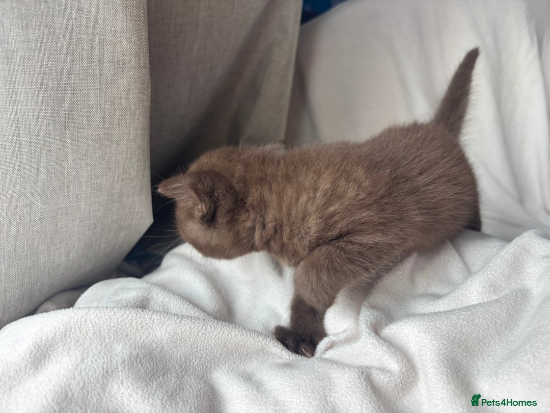 British Shorthair cats for sale: 🏆 pedigree British shorthair🏆 - Image 7
