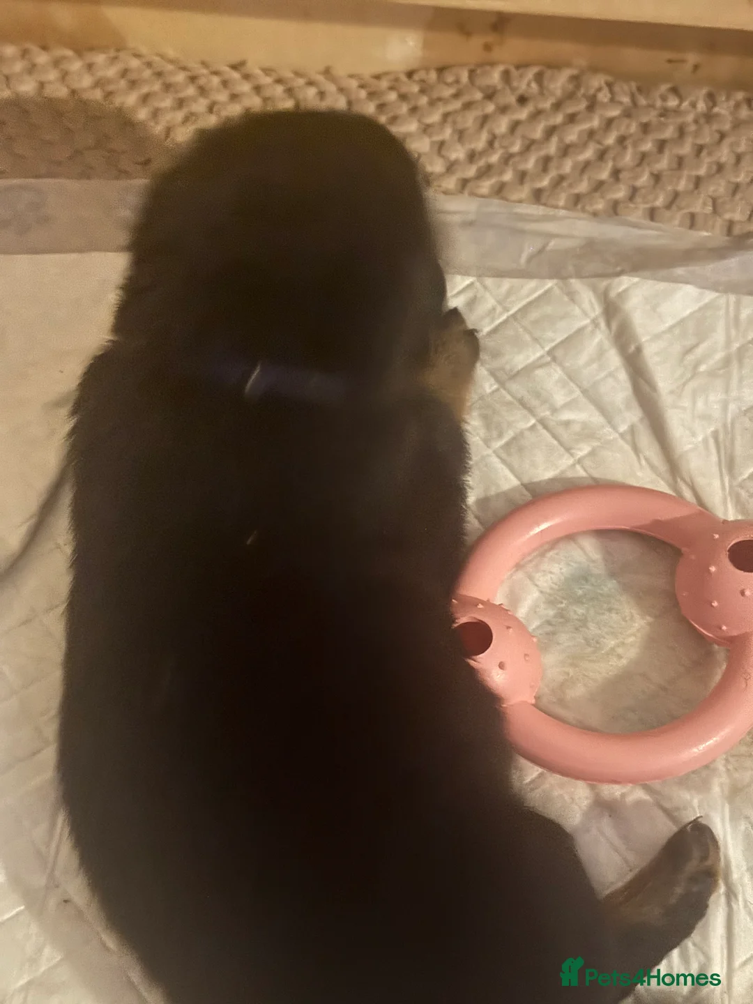 Rottweiler dogs for sale: Rottweiler pups - Advert 4