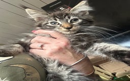 Maine Coon cats for sale: Stunning mainecoons  - Image 18