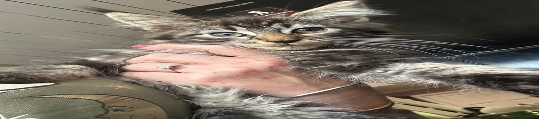 Maine Coon Kitten 3