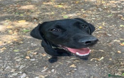 Labrador Retriever dogs for sale: Black lab - girl for rehoming  - Image 3