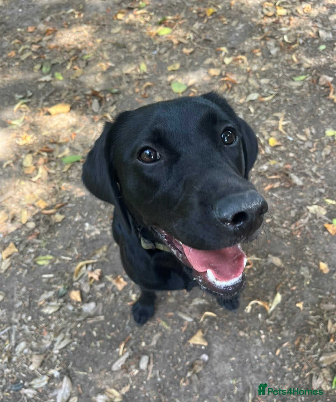 Labrador Retriever dogs for sale: Black lab - girl for rehoming  - Image 3