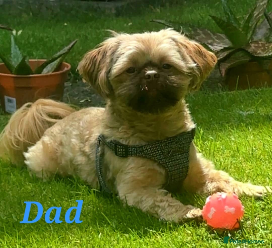Shih Tzu dogs for sale: 5 beautiful Full Pedigree Shih Tzu Puppies - Image 3