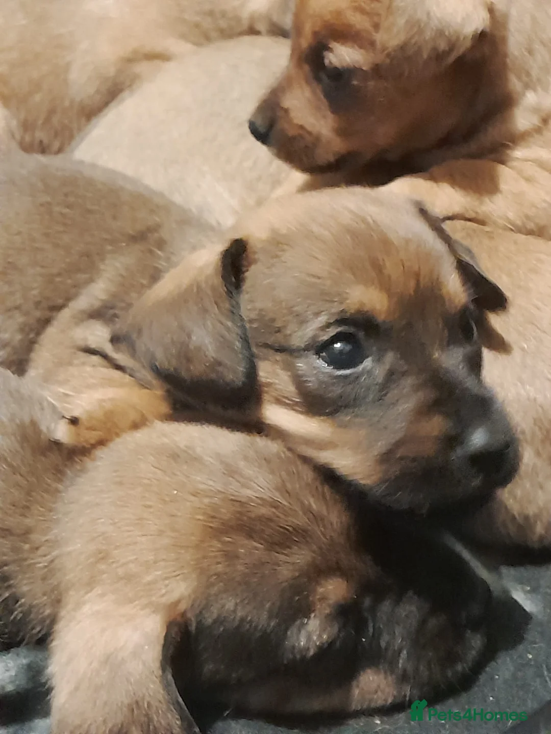 Mixed Breed dogs for sale: Cairn terriers - Advert 25