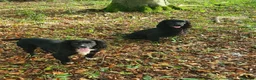 Cocker Spaniel dogs for sale: WORKING COCKER SPANIEL PUPPIES–EXCELLENT PEDIGREE - Advert 8