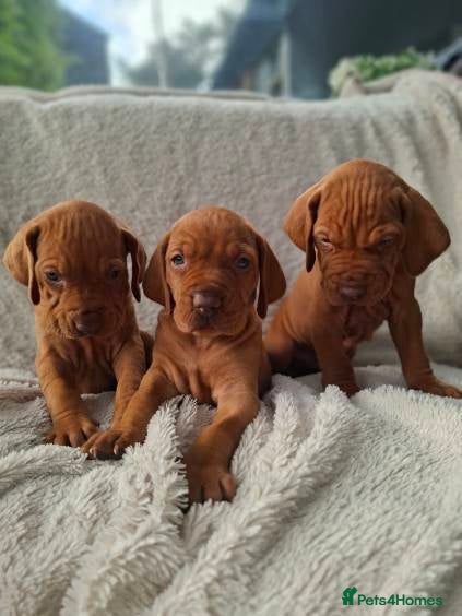 Hungarian Vizsla dogs Beautiful Hungarian Vizsla Puppies For Sale  - Advert 1