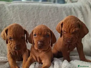 Hungarian Vizsla dogs Beautiful Hungarian Vizsla Puppies For Sale - Advert 1