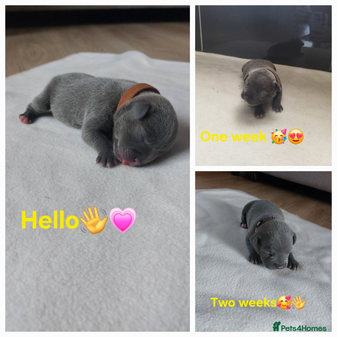 Staffordshire Bull Terrier dogs for sale: Blue Staffordshire Bull Terrier 🐶 Puppies 🐶 - Image 24