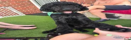 Goldendoodle dogs for sale: Winston  - Advert 3