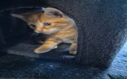 British Shorthair cats for sale: Ginger male kittens - Image 4