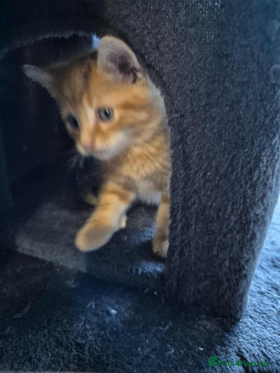 British Shorthair cats for sale: Ginger male kittens - Image 4