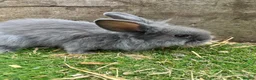 Mini Lop rabbits for sale: Mini Lop Girl Rabbit - Advert 2