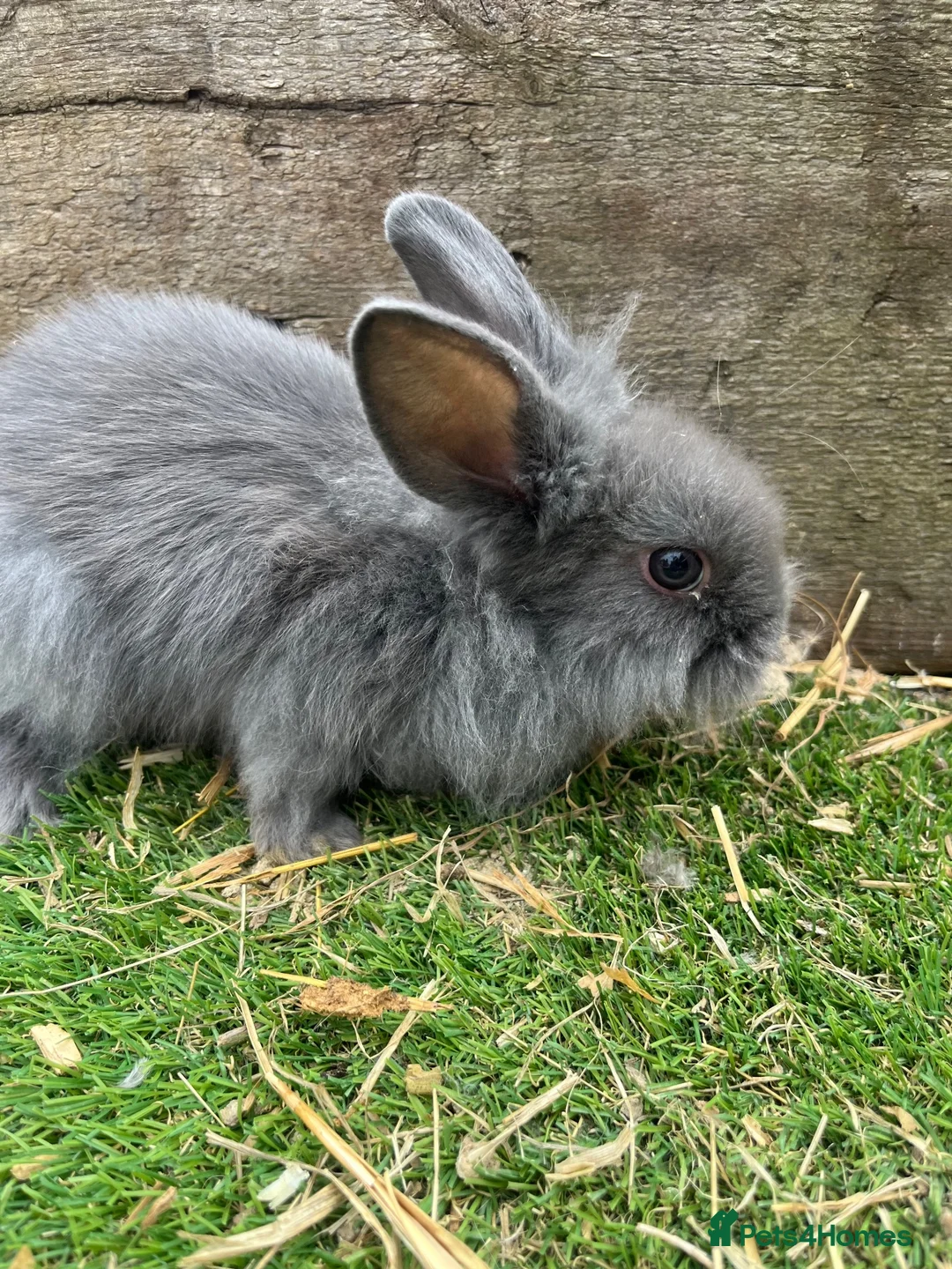 Mini Lop rabbits for sale: Mini Lop Girl Rabbit - Advert 2