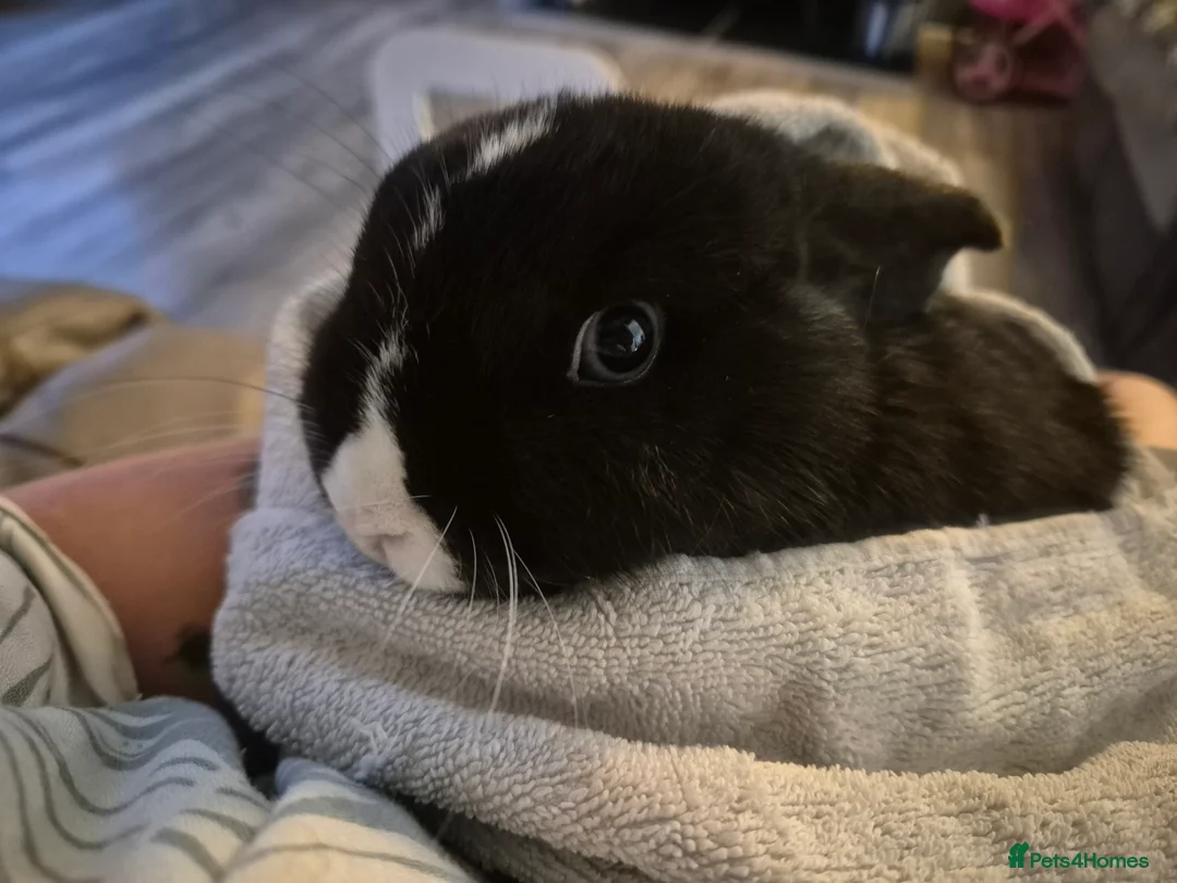 Mini Lop rabbits for sale: 1 year old lovely mini lop named Oreo  - Advert 2