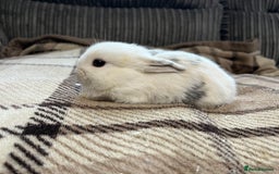 Mini Lop rabbits for sale: Pure breed mini lop bunnies - Image 6
